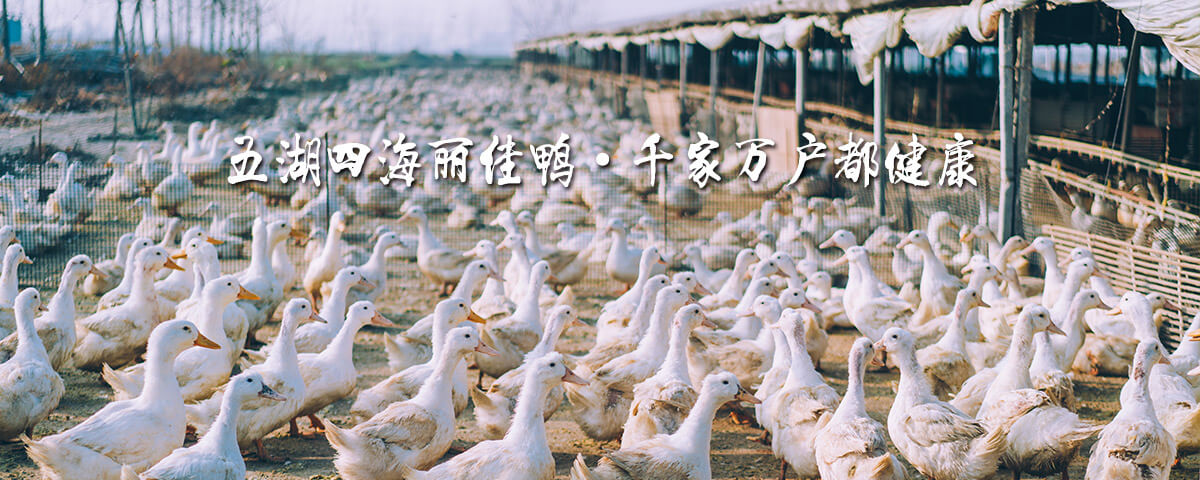走进丽佳农牧