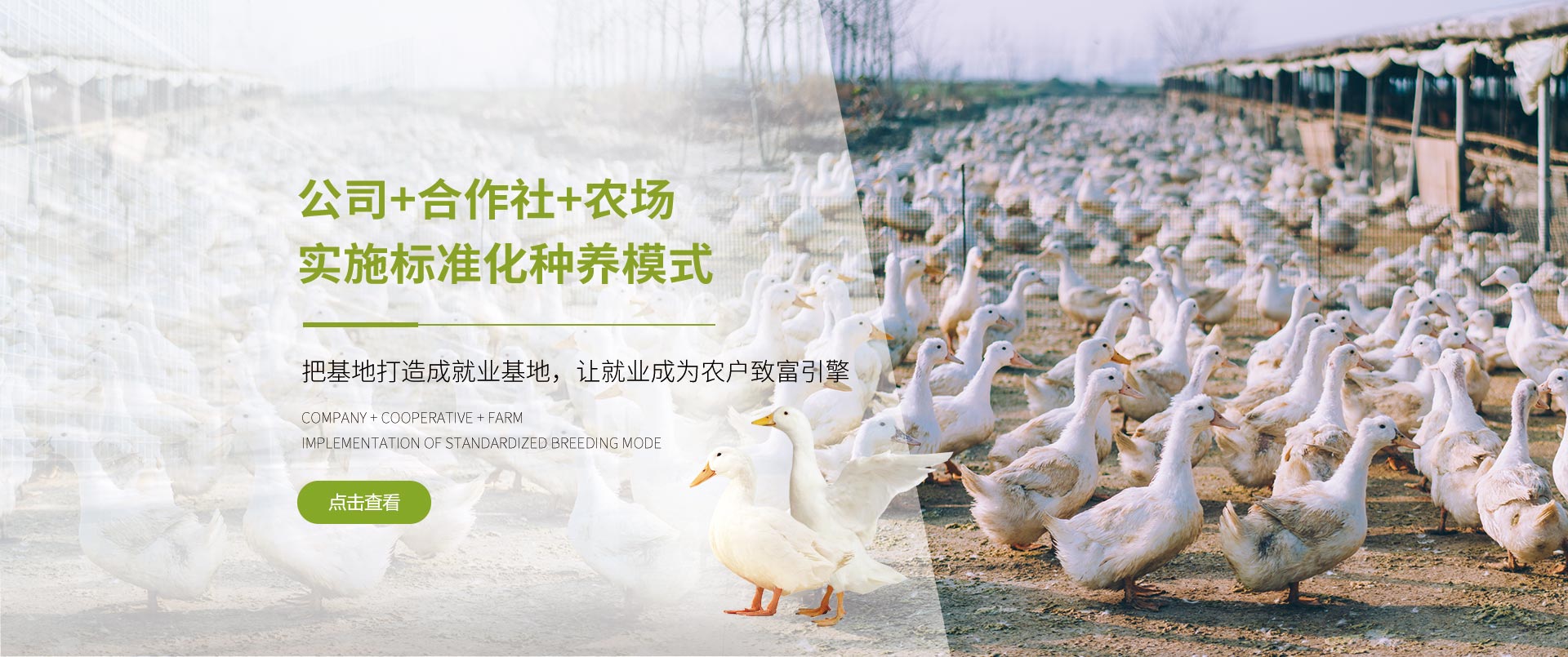 丽佳农牧-公司+合作社+农场，实施标准化种养模式